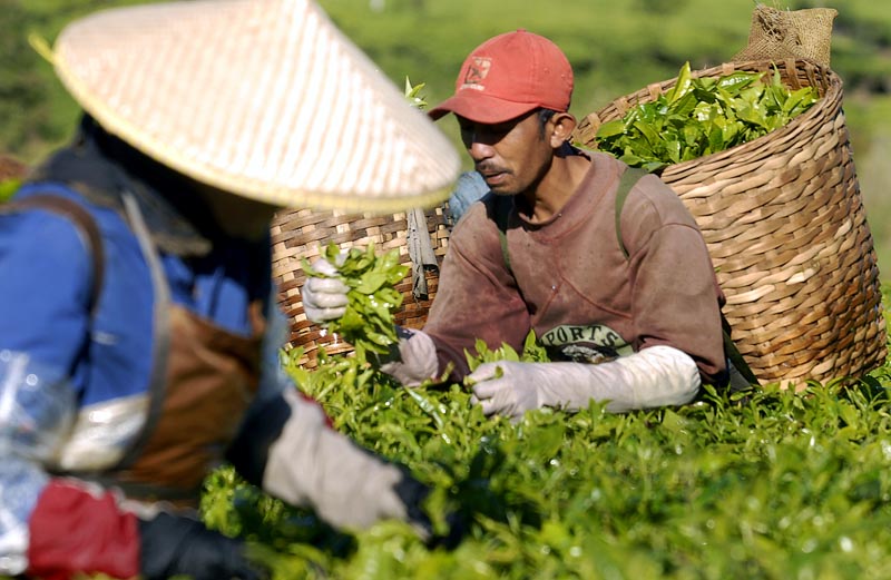  FOTO: Produksi teh rakyat di Jawa Barat menurun