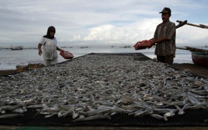  Ikan kering nelayan Indramayu dipasok ke Jakarta