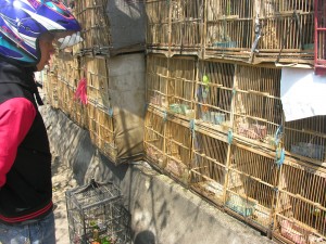  Pasar Burung Sukahaji, Selalu Menjadi Buruan Maniak Burung