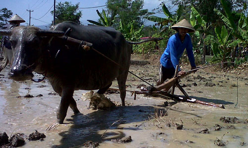  FOTO: Petani Majalengka bajak sawah dengan kerbau