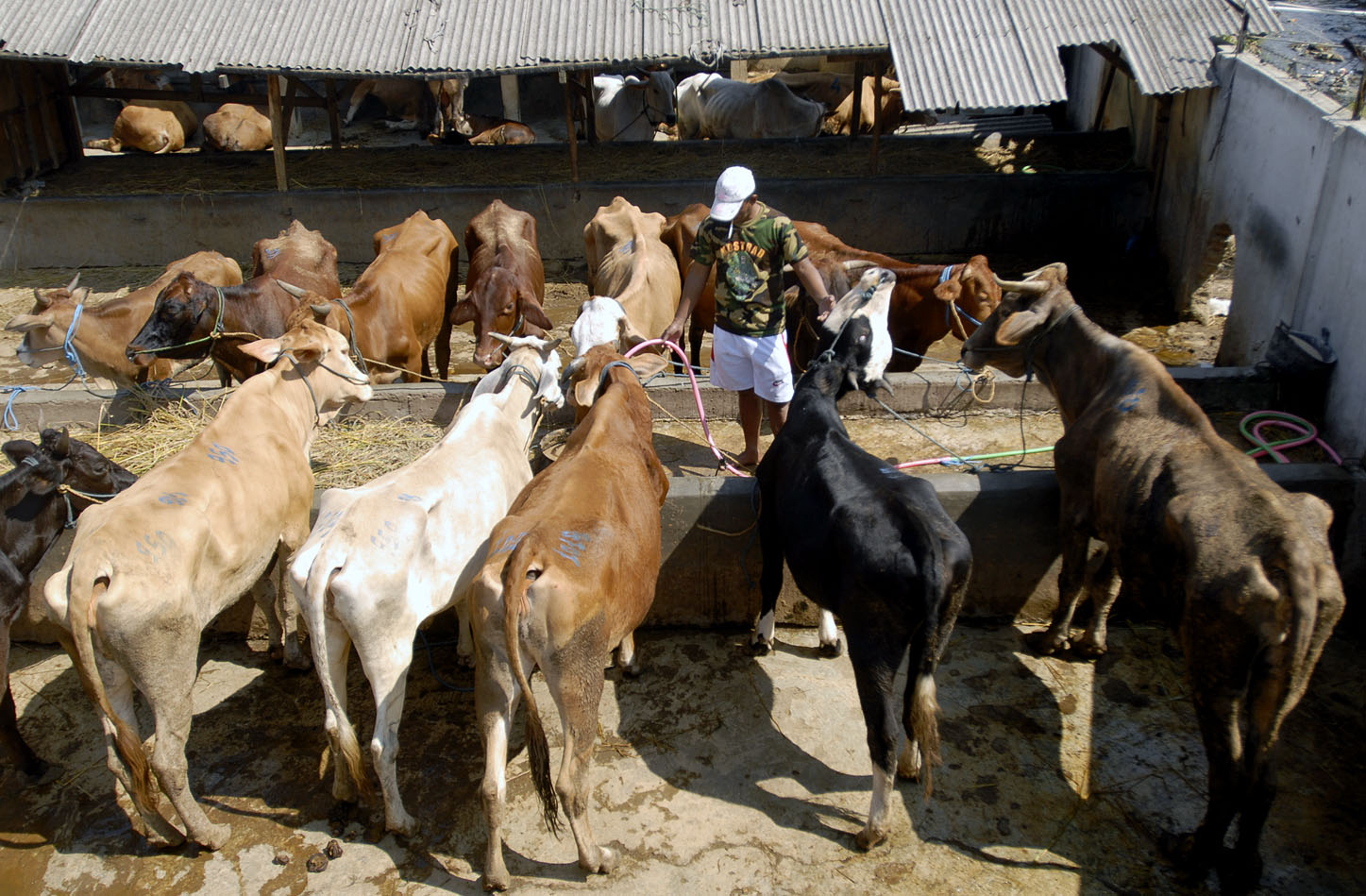  FOTO: Tingginya konsumsi daging sapi di Jabar