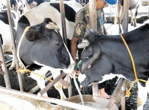  Peternak sapi keluhkan harga jual susu