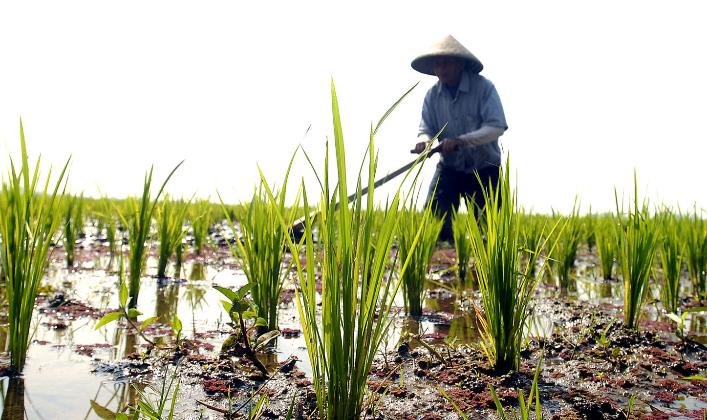  FOTO:Realisasi lahan sawah baru