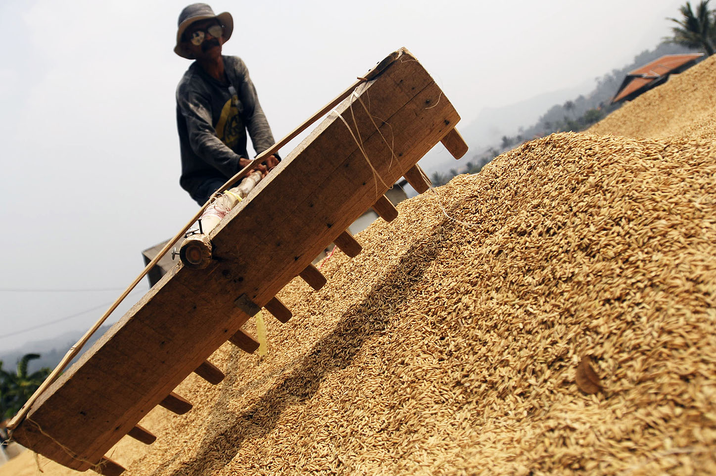  FOTO: Harga gabah terdongkrak tingginya permintaan