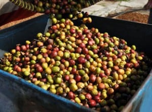  Pasokan menipis, harga kopi melejit