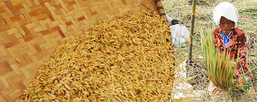  Produksi padi di Jabar bisa amankan stok 3 bulan