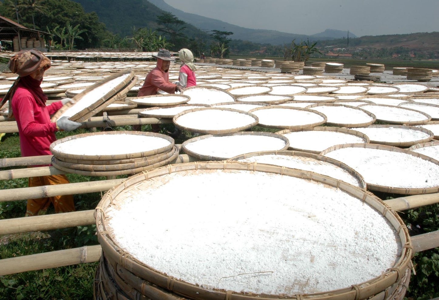  FOTO: Produsen tepung tapioka kesulitan bahan baku