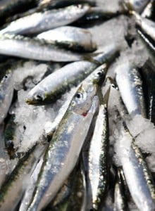  Harga ikan segar di pasar Kosambi Bandung naik 30%