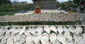  Ikan Jambal kering Pantura diserbu pemudik