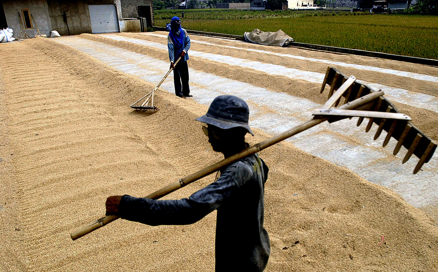  FOTO: Harga gabah berpotensi naik 10%