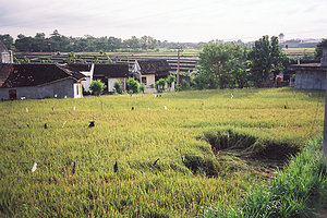  HKTI: hanya 5% lahan sawah yang kekeringan 