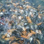  Wah, meriahnya lomba mancing ikan tiga ton di Karawang