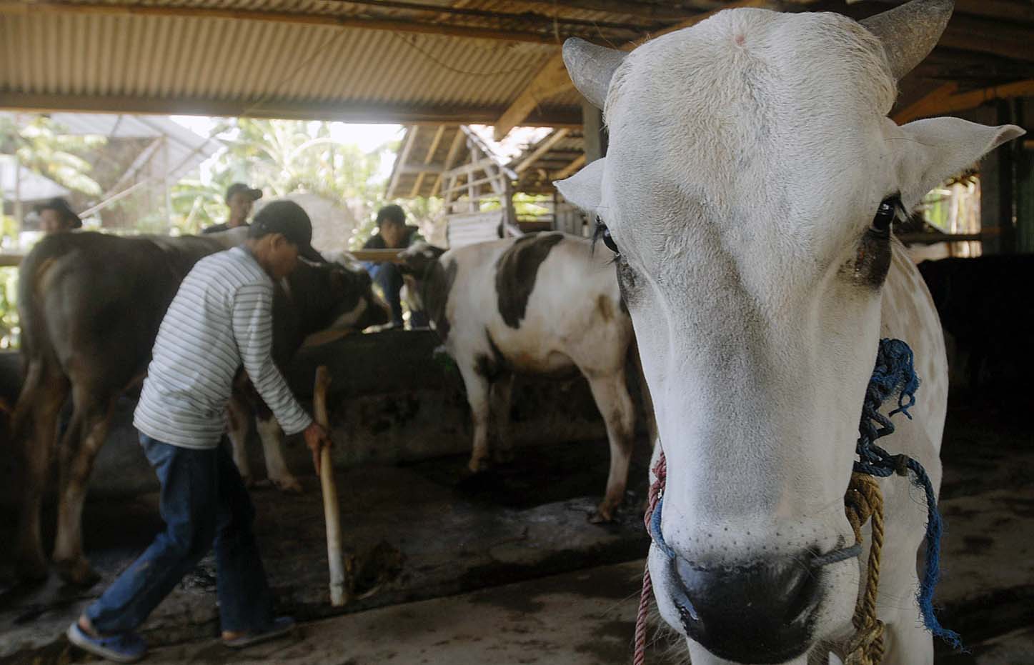  FOTO: Indonesia jajaki impor sapi dari AS