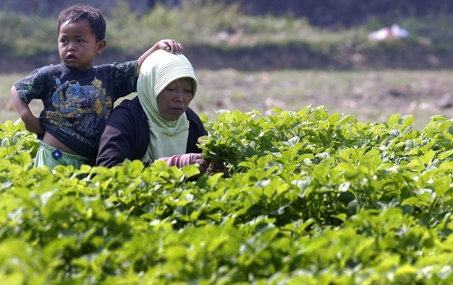  FOTO: Sayuran impor ancam sektor pertanian nasional