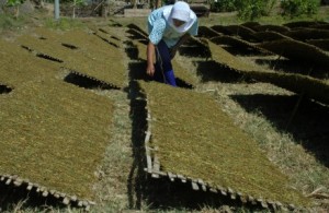  Musim kemarau produksi tembakau Cirebon turun