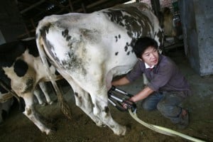  Lelang pengadaan mesin olah susu di Bandung Barat Rp428 juta