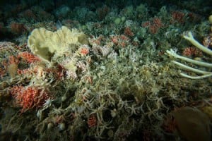  Indonesia perlu 5 museum biota laut