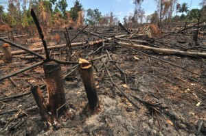  DPRD Jabar telusuri penebangan pohon di hutan Kertasari Kab. Bandung