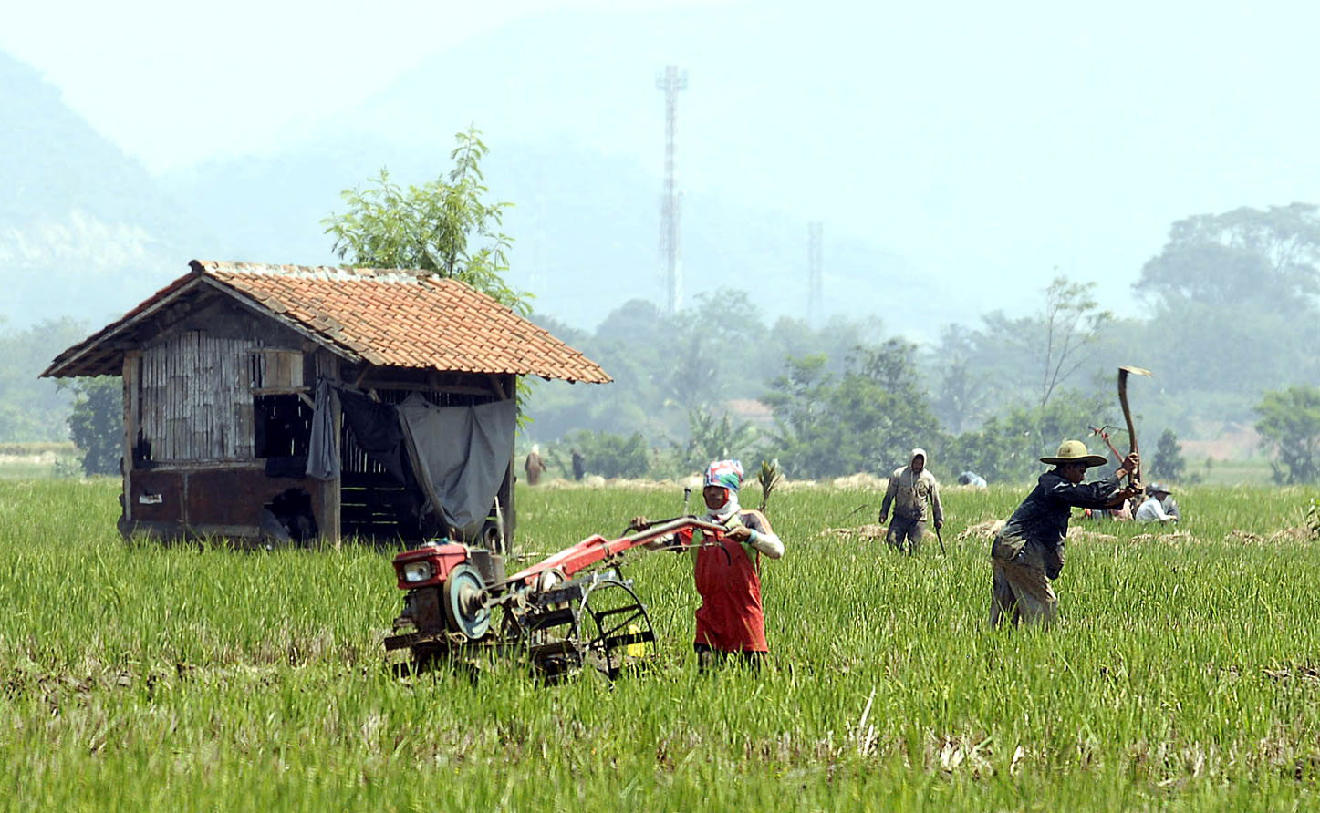  FOTO: Petani Bandung tunda tanam padi