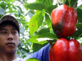  Produksi & kualitas paprika Lembang merosot