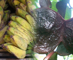  Geger, pohon jengkol berbuah pisang