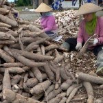  Tiga negara Asean sepakat kembangkan Singkong Sumedang