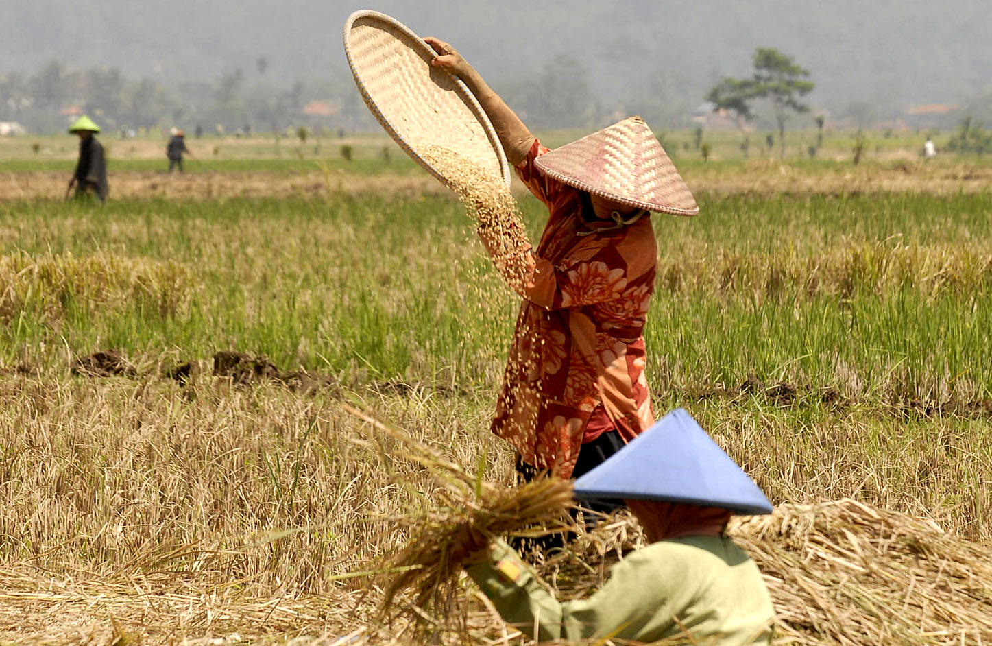  FOTO: Produksi pangan terkendala pengairan