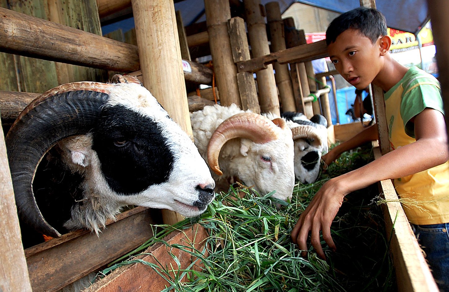  FOTO: Pedagang hewan kurban mulai marak