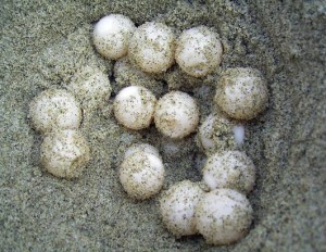  Pencurian telur Penyu masih terjadi