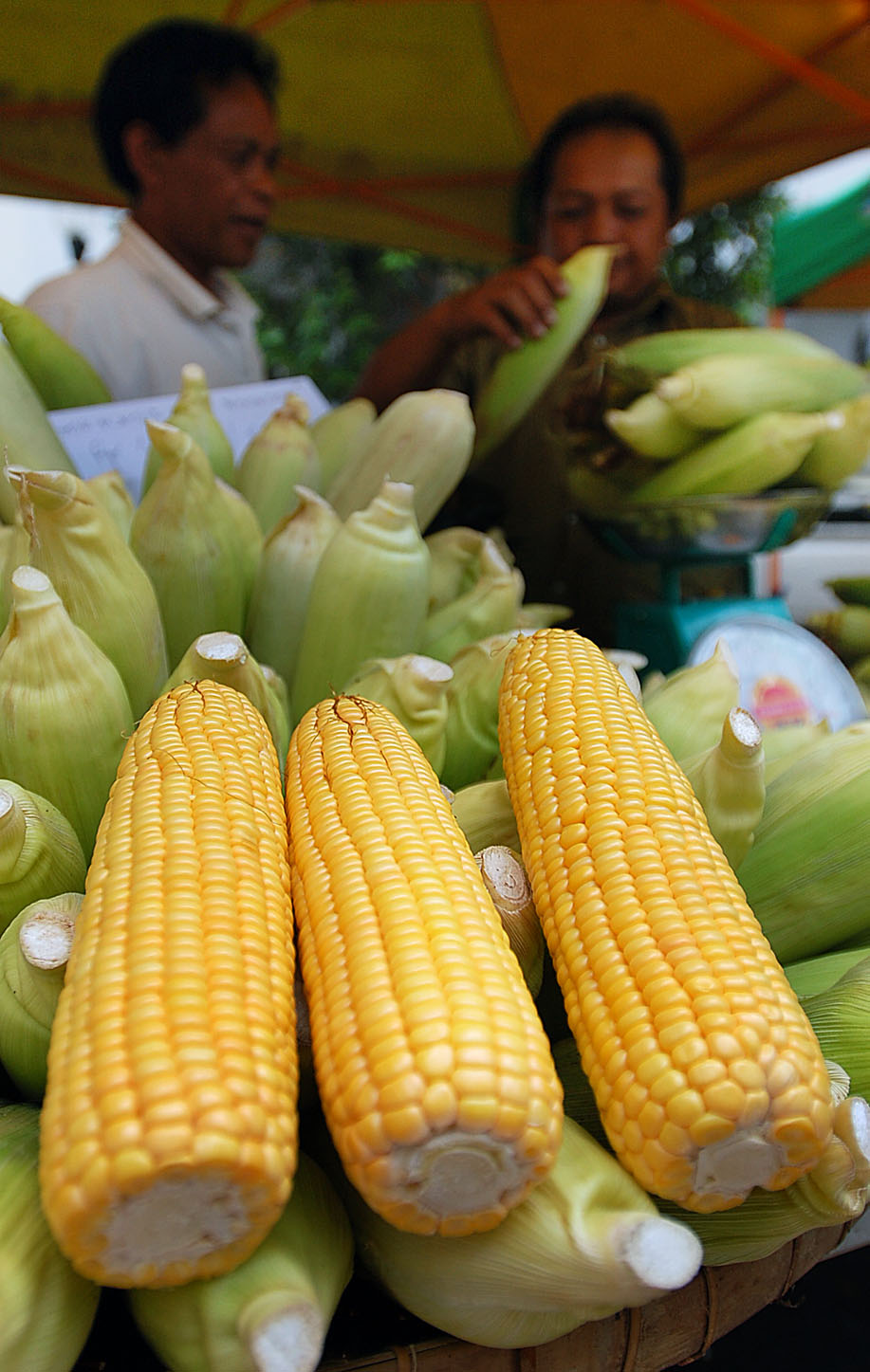  FOTO: Jagung ditargetkan surplus produksi