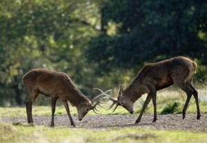  Penangkaran rusa Cariu: Wisata pendidikan ekosistem hutan