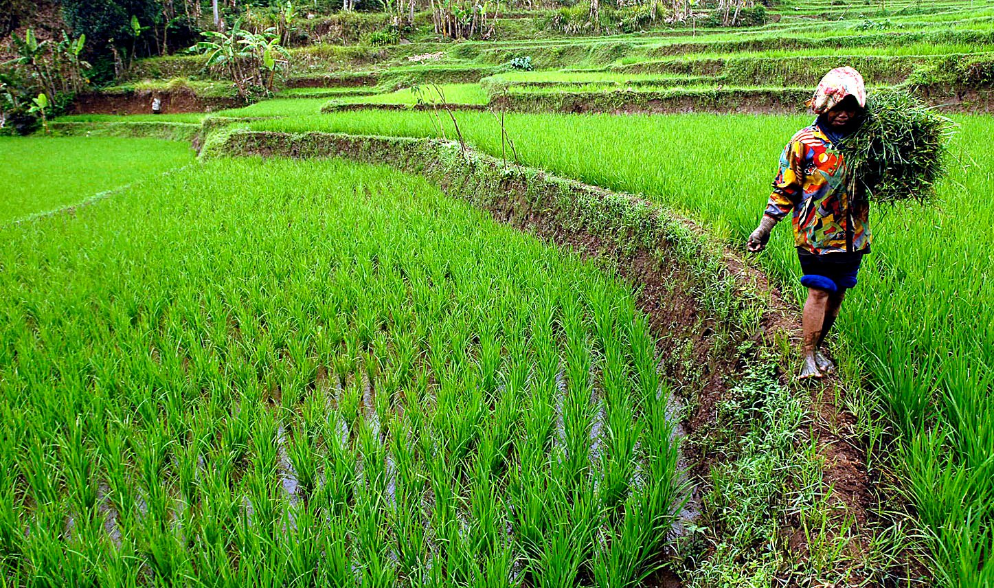  FOTO:Produksi padi Jabar diprediksi turun 2,3%