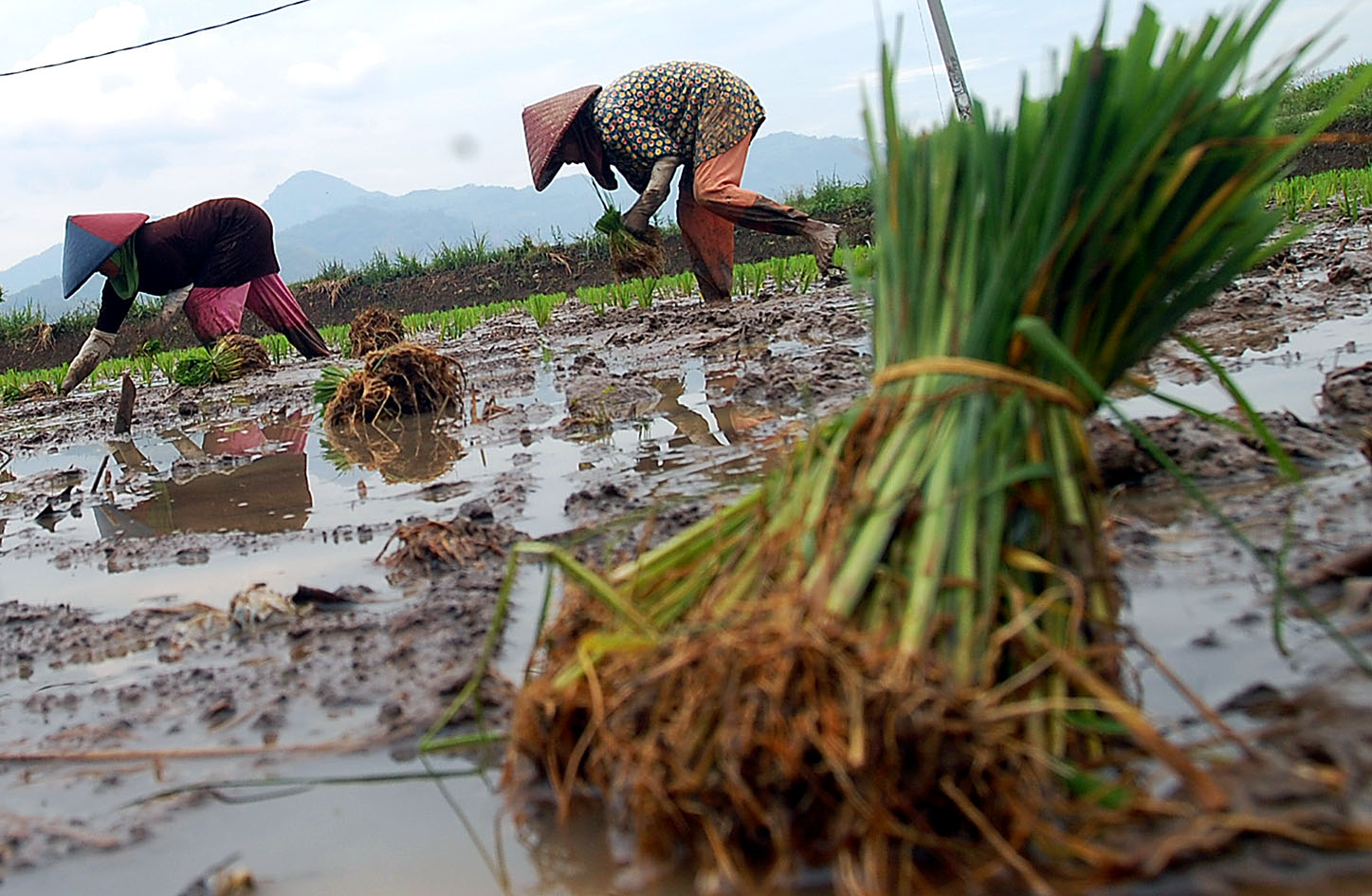  FOTO: 1.000 Ha lahan puso di Jabar dapat dana pengganti