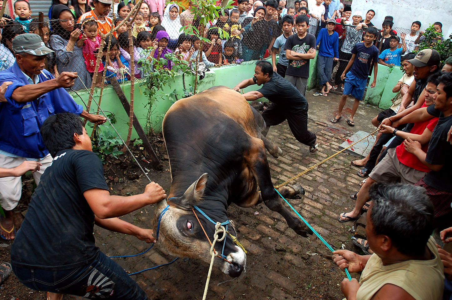  FOTO: Pemotongan hewan kurban