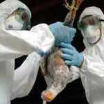  RI-Belanda akhiri kerja sama flu burung