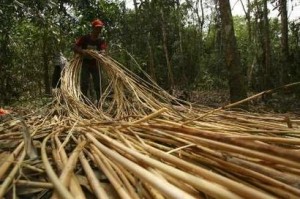  KABAR EKONOMI: Rotan Cirebon "Mati Suri"