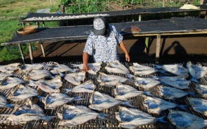  Produksi ikan kering di Pantura masih stabil