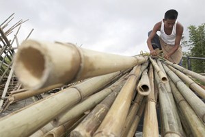  Penelitian: Bambu bisa jadi bahan konstruksi rumah