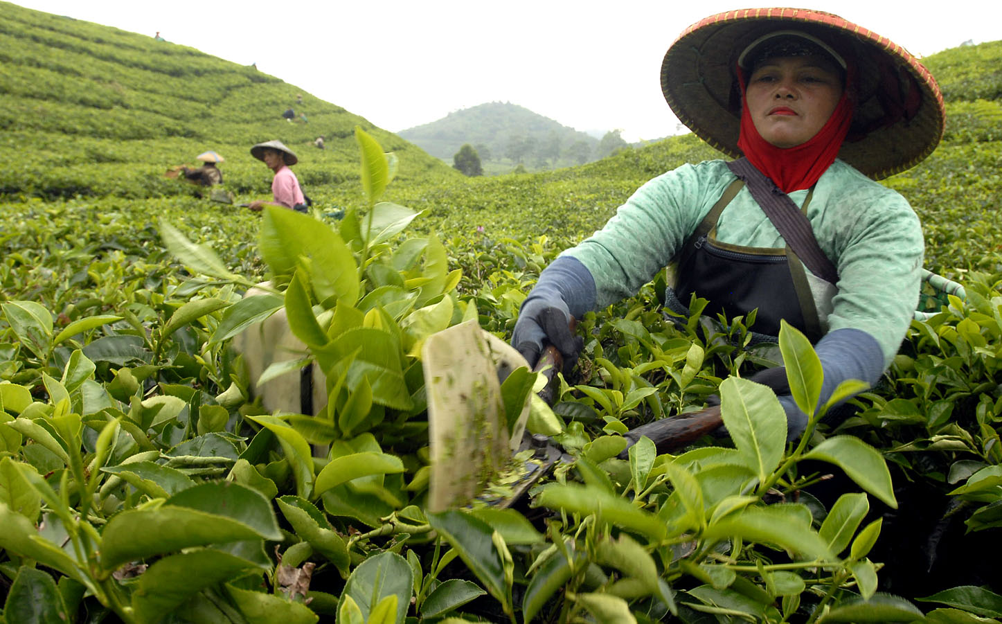  FOTO: Area kebun teh Indonesia menyusut