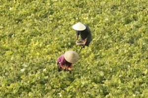  Petani Sukabumi mulai bercocok tanam