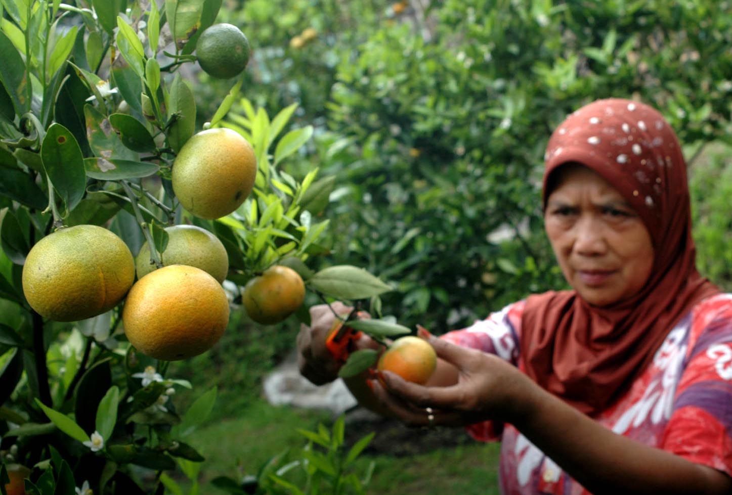  FOTO: Panen buah jeruk Lembang