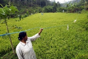  FOTO: Masa tanam padi di Jabar mundur 