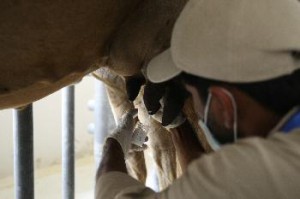  Warga Belanda konsumsi 60 kg susu setahun