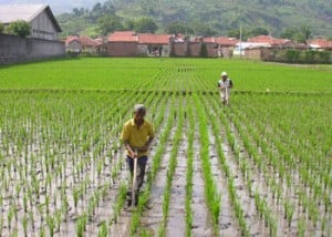  Konversi lahan ancam produksi pangan