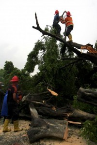  Pohon tumbang terjadi lagi di Kawasan Braga