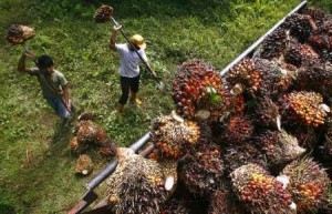  Dibutuhkan 500 juta hektare lahan untuk pangan