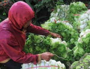  Petani Indramayu kembangkan sawi putih untuk ekspor