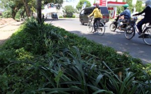  Ruang terbuka hijau di Bekasi susut