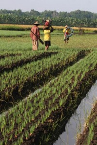  Irigasi 500.000 ha digenjot untuk surplus beras 2012