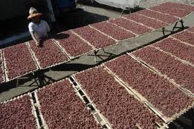  Produksi terasi di Cirebon meningkat